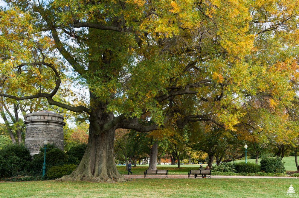 willow_oak2